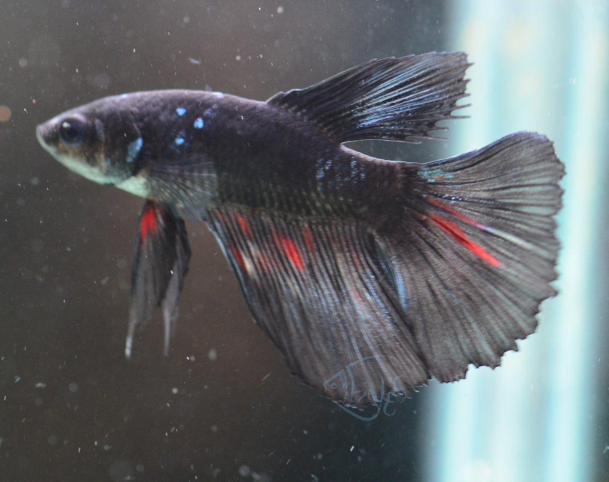 Black Delta-tail Male