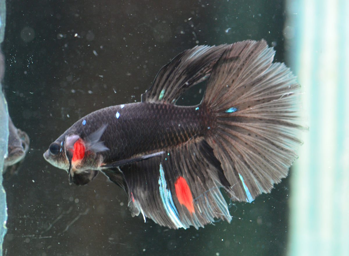 Black Delta-tail Male