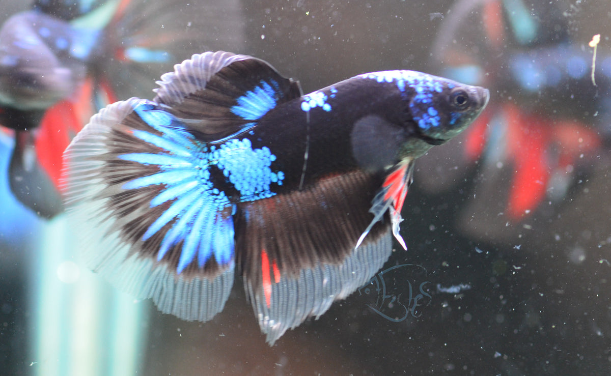 Avatar Delta-tail Male