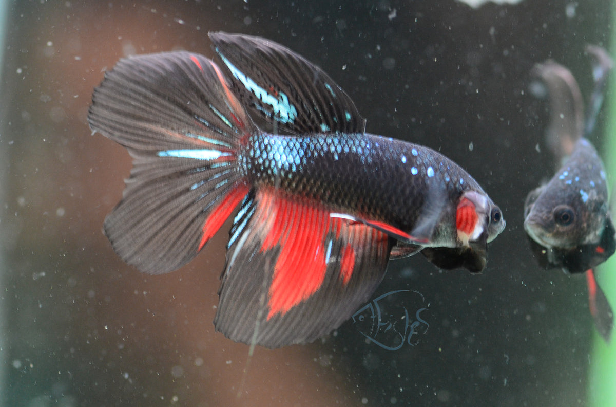 Avatar Delta-tail Male