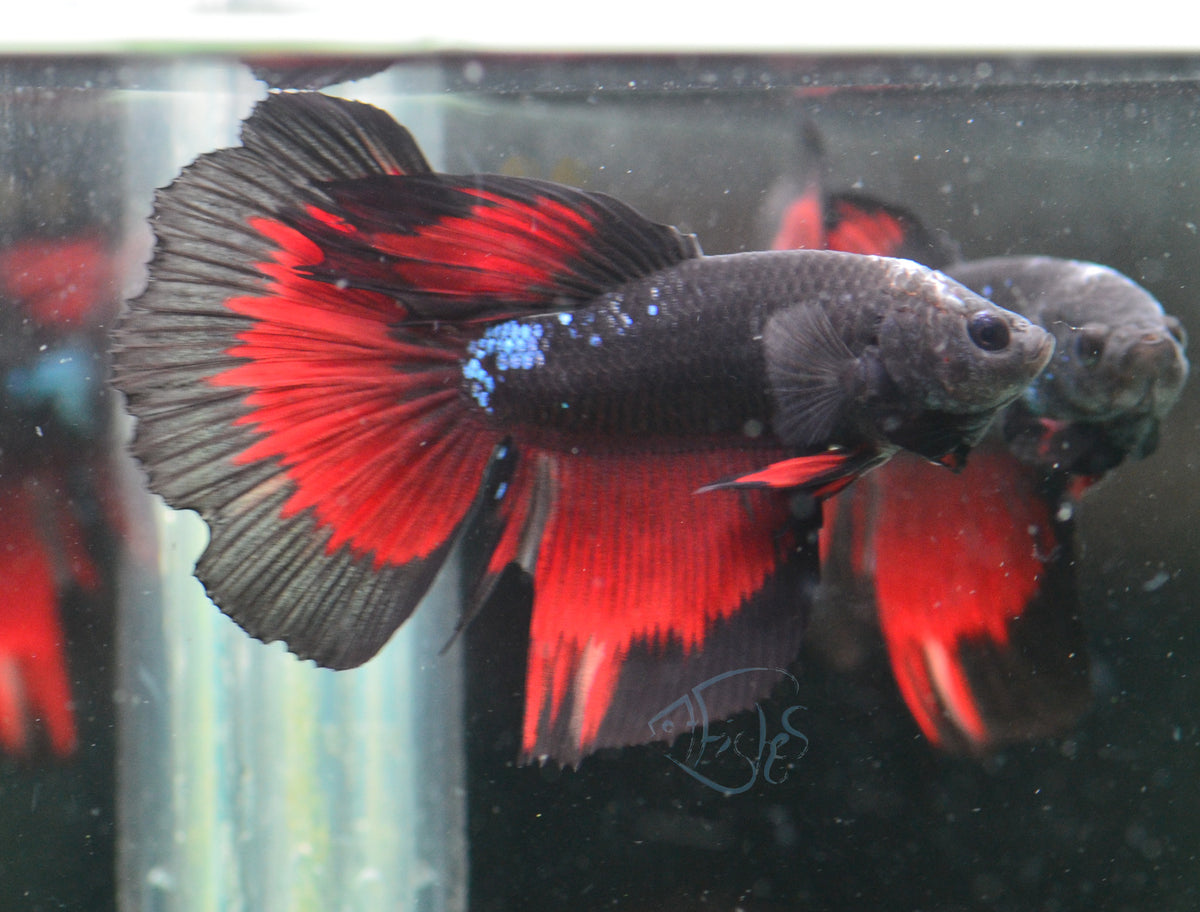 Vampire Delta-tail Male