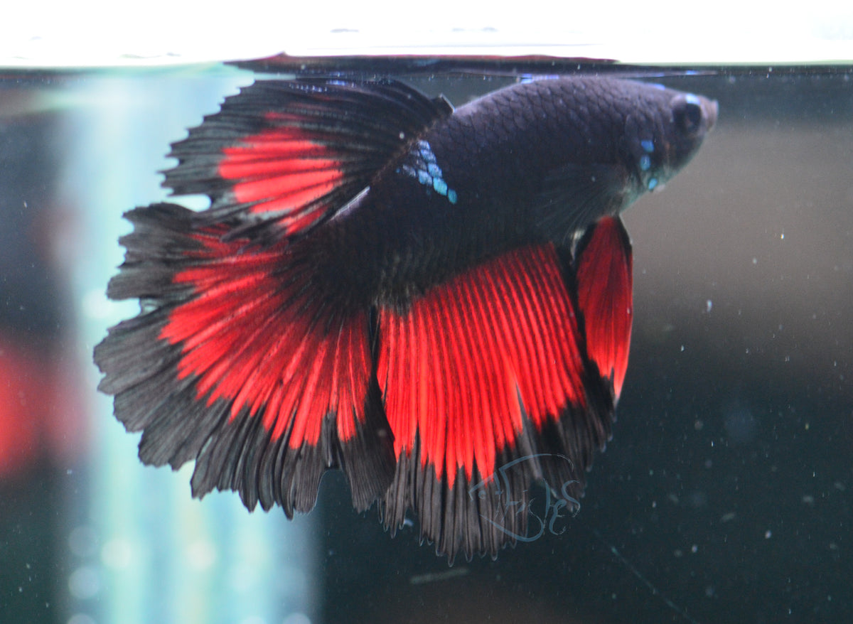 Vampire Delta-tail Male