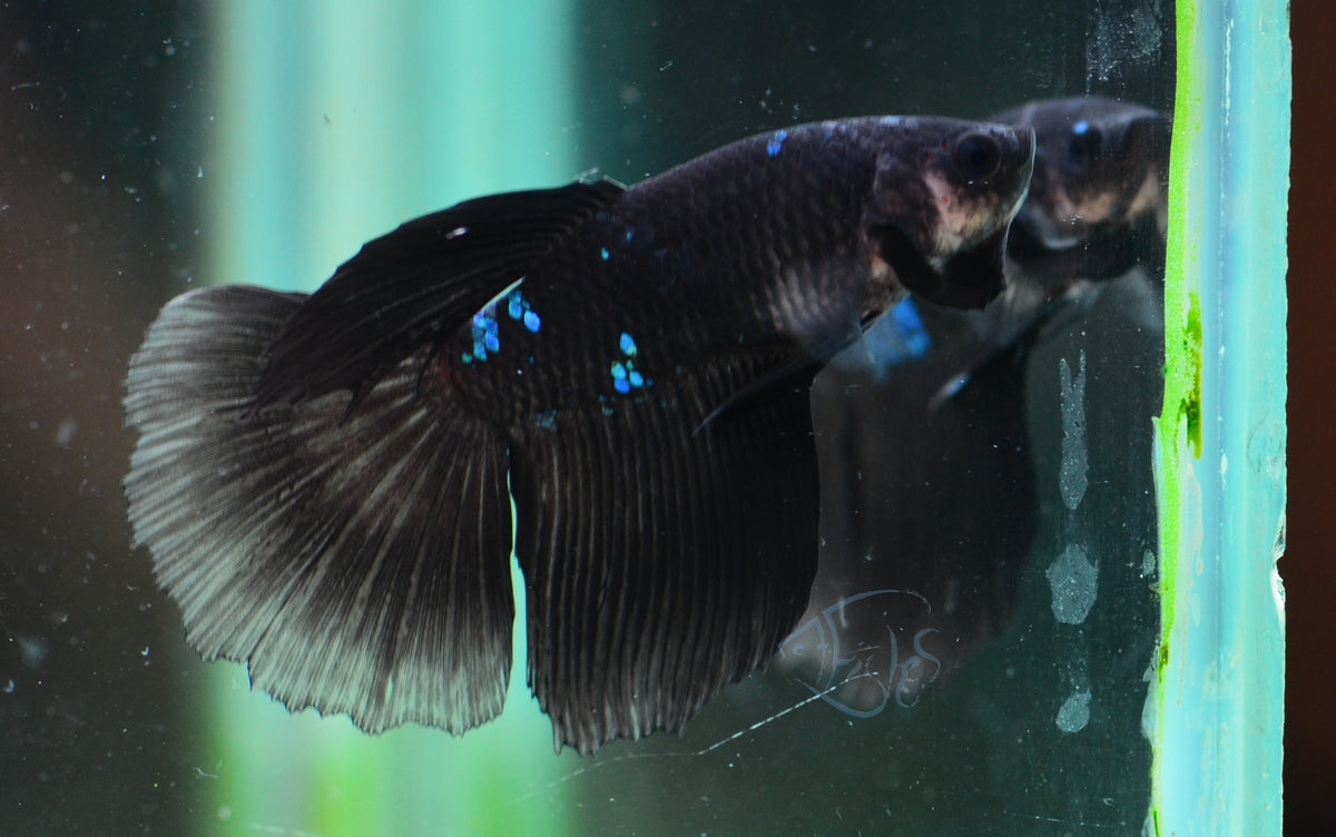 Black Fancy Delta-tail Male