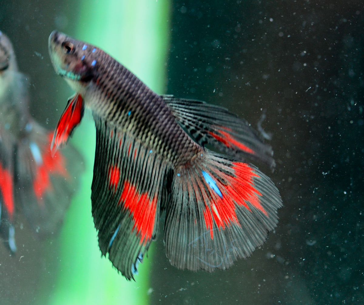 Black Fancy Delta-tail Male