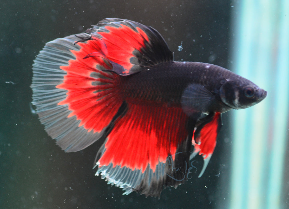 Vampire Delta-tail Male