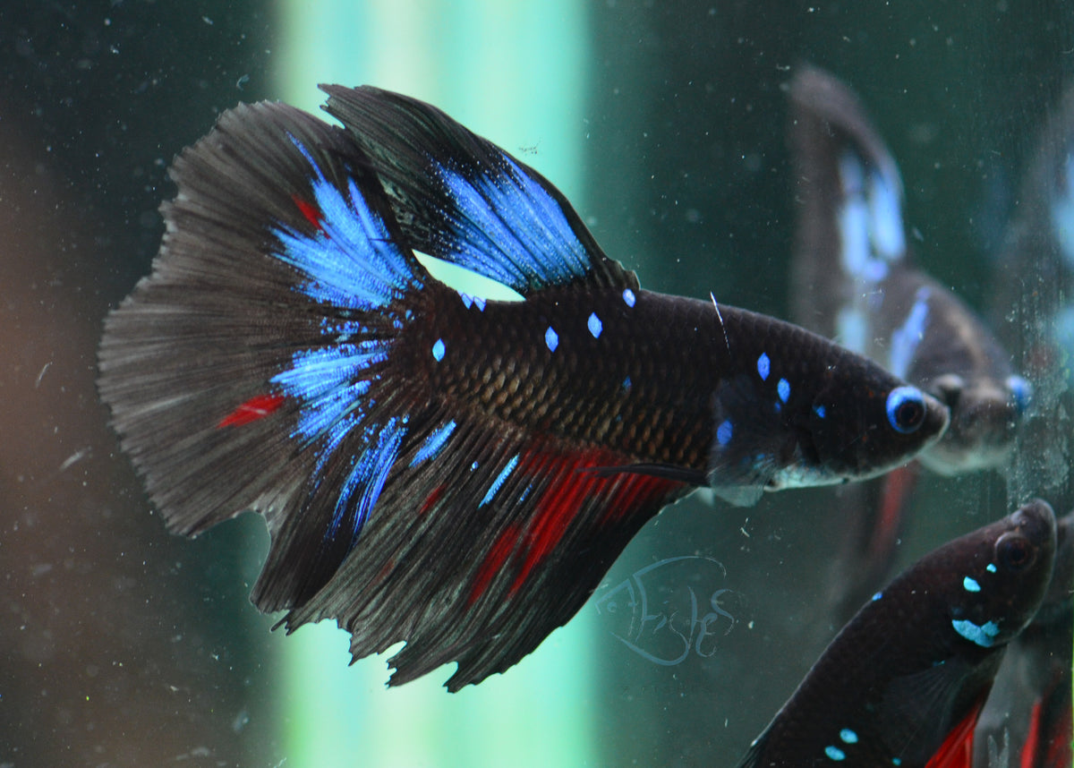 Avatar Delta-tail Male