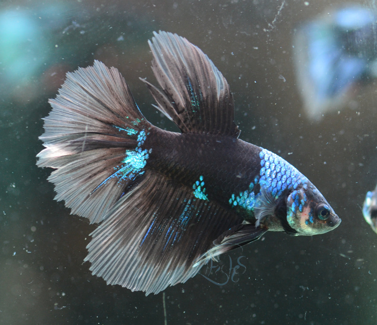 Avatar Delta-tail Male