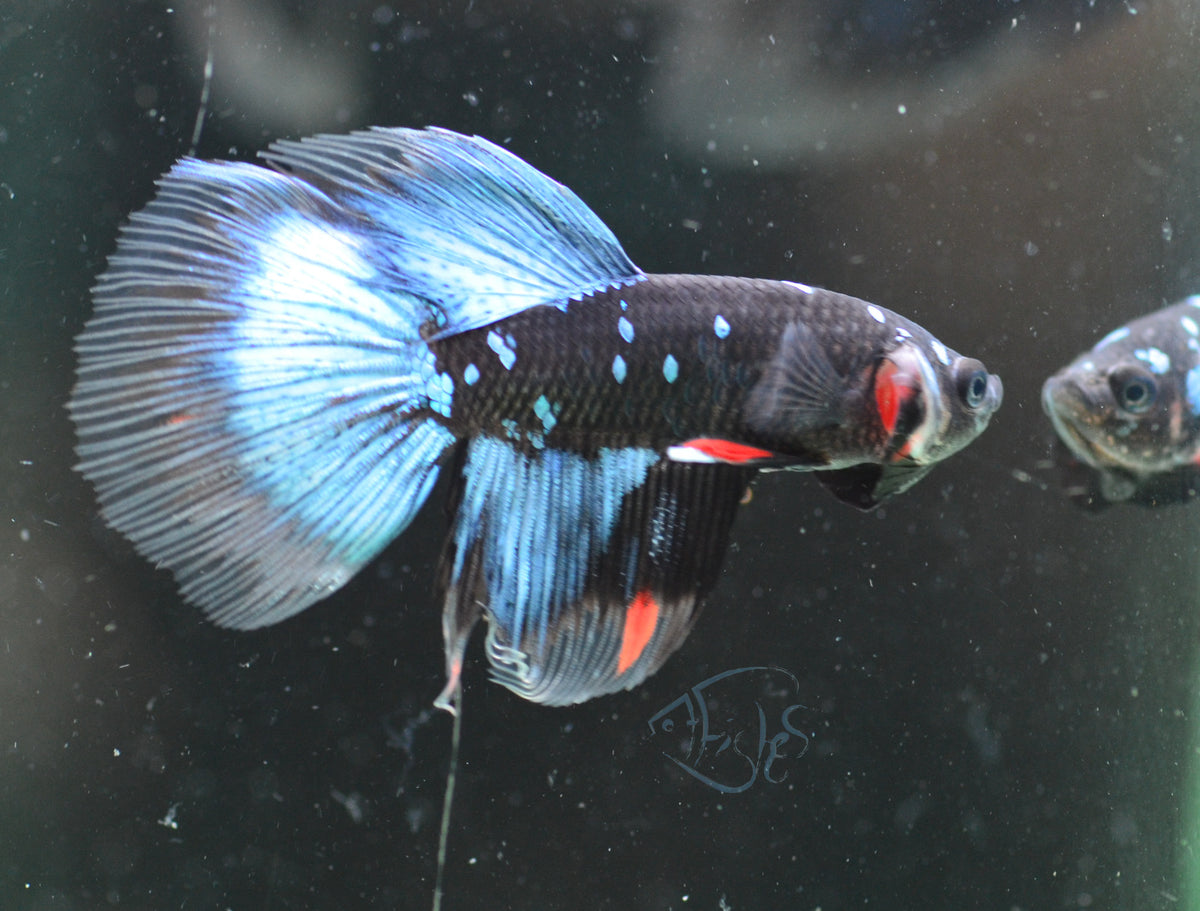 Avatar Delta-tail Male