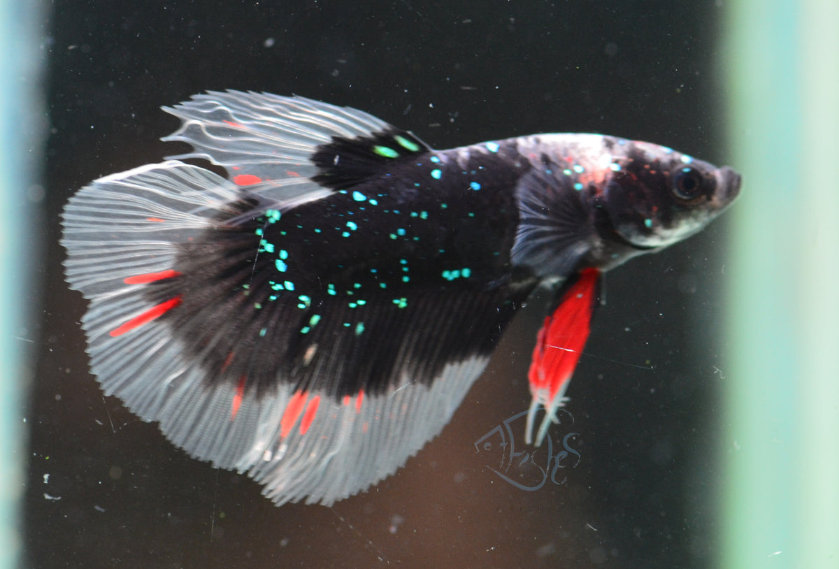 Black Galaxy Delta-tail Male