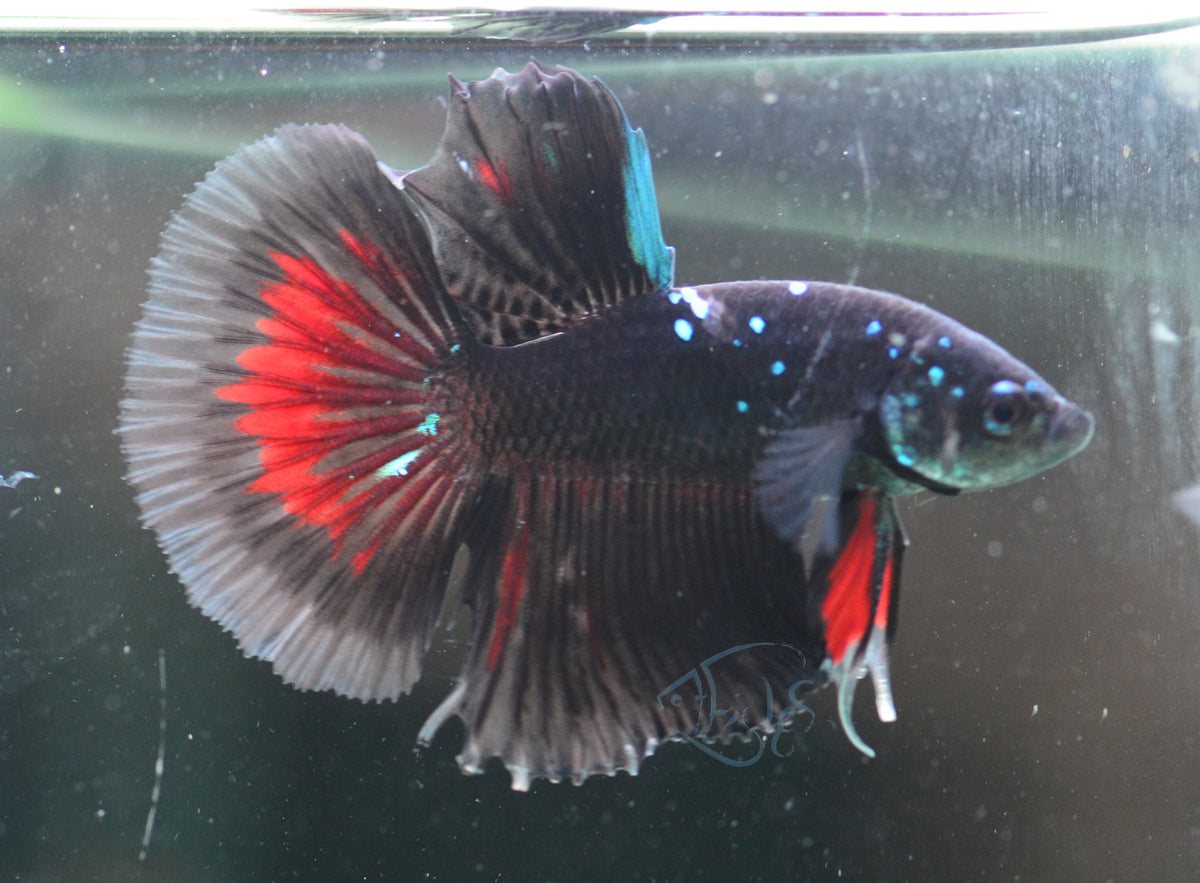 Black Galaxy Delta-tail Male