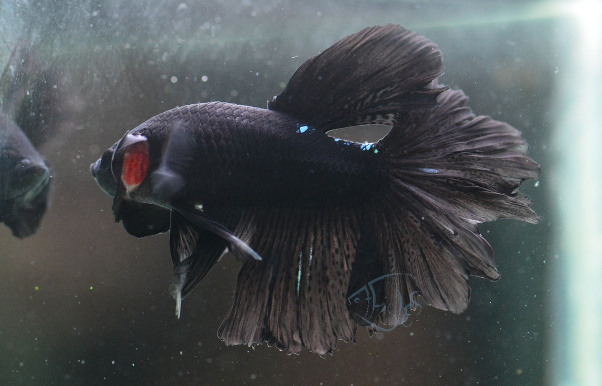 Black Rosetail Male