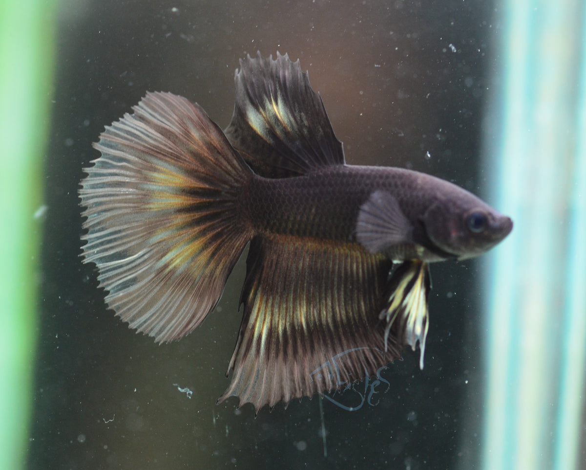 Black Delta-tail Male