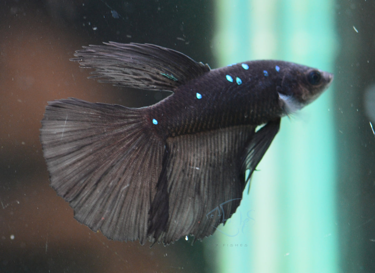 Black Fancy Delta-tail Male