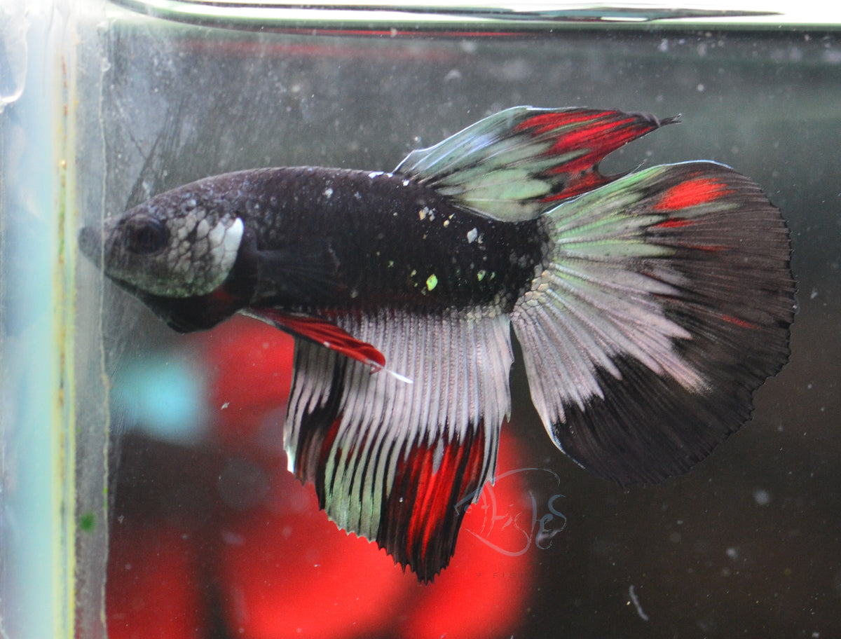 Copper Avatar Delta-tail Male