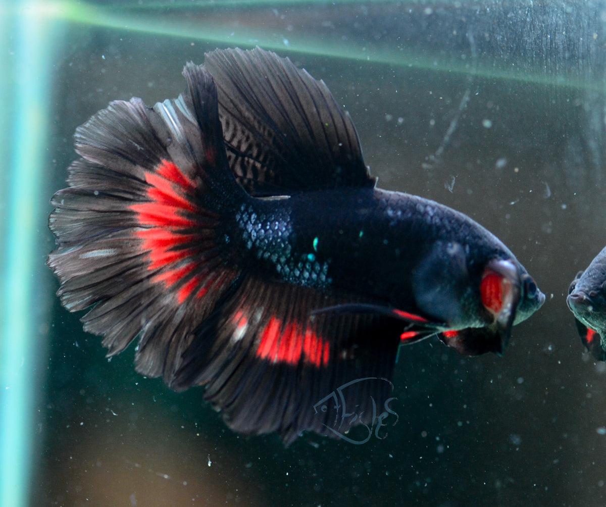 Black Fancy Delta-tail Male