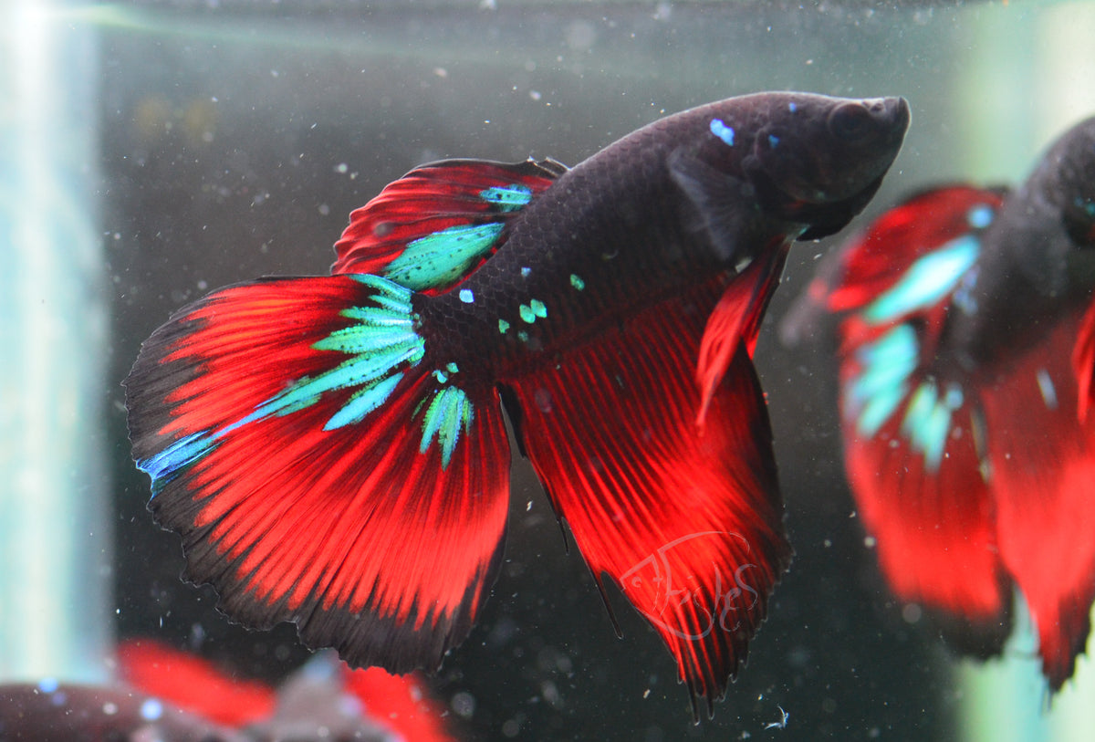 Vampire Delta-tail Male