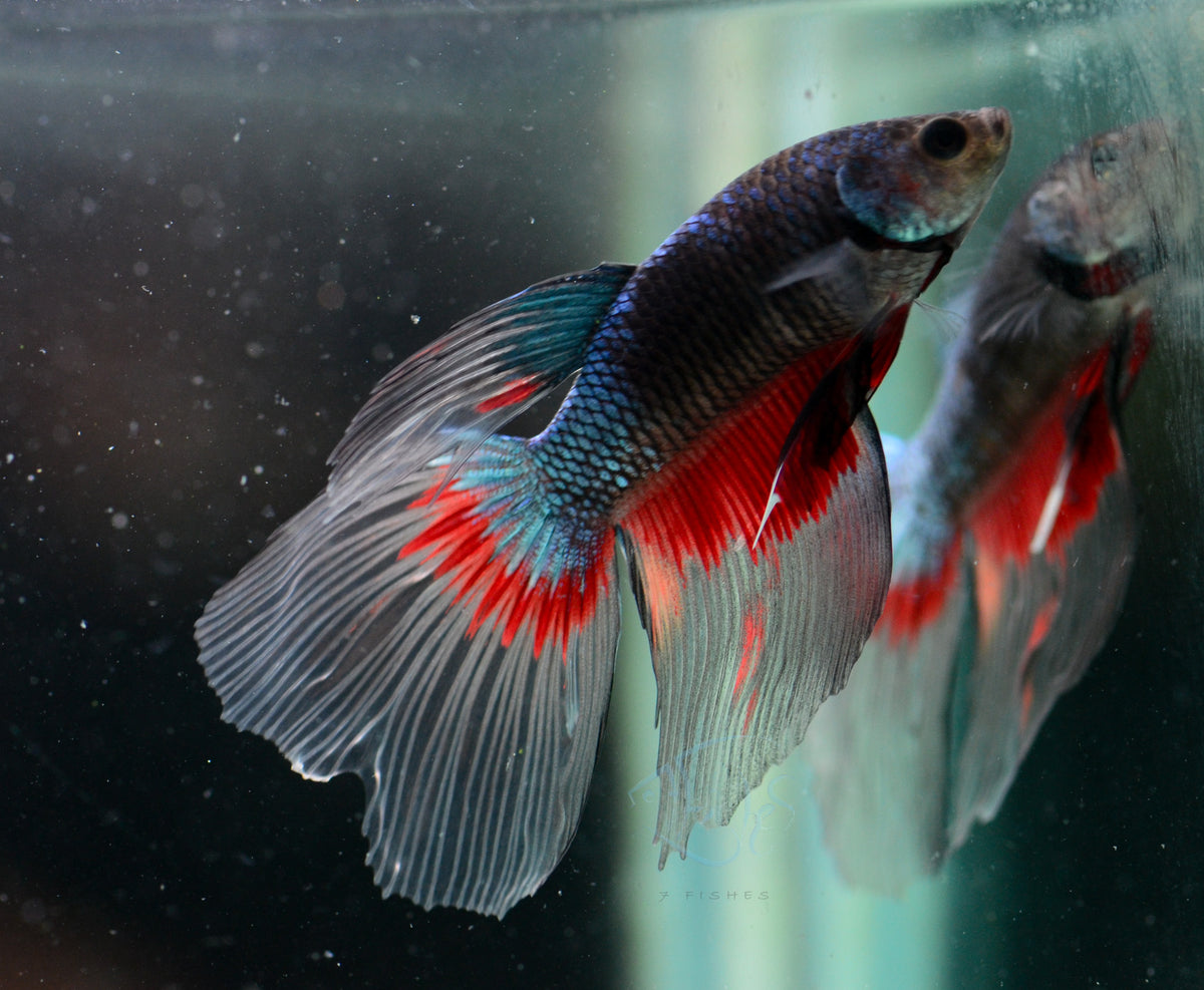 Black Fancy Delta-tail Male