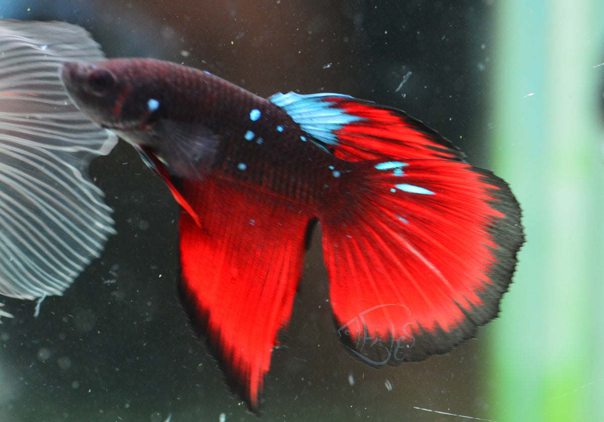 Vampire Delta-tail Male