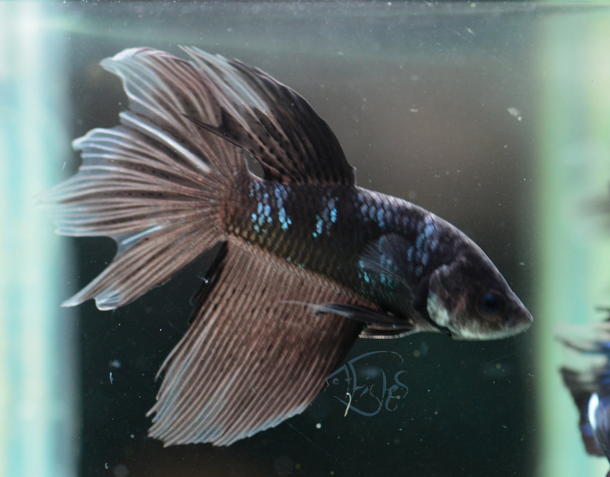 Black Fancy Delta-tail Male