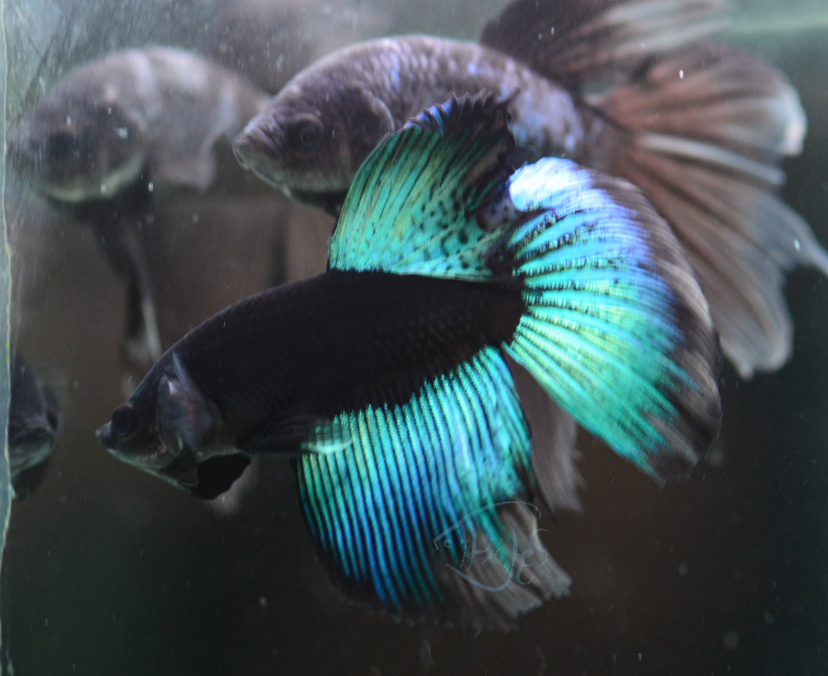 Black Light Delta-tail Male