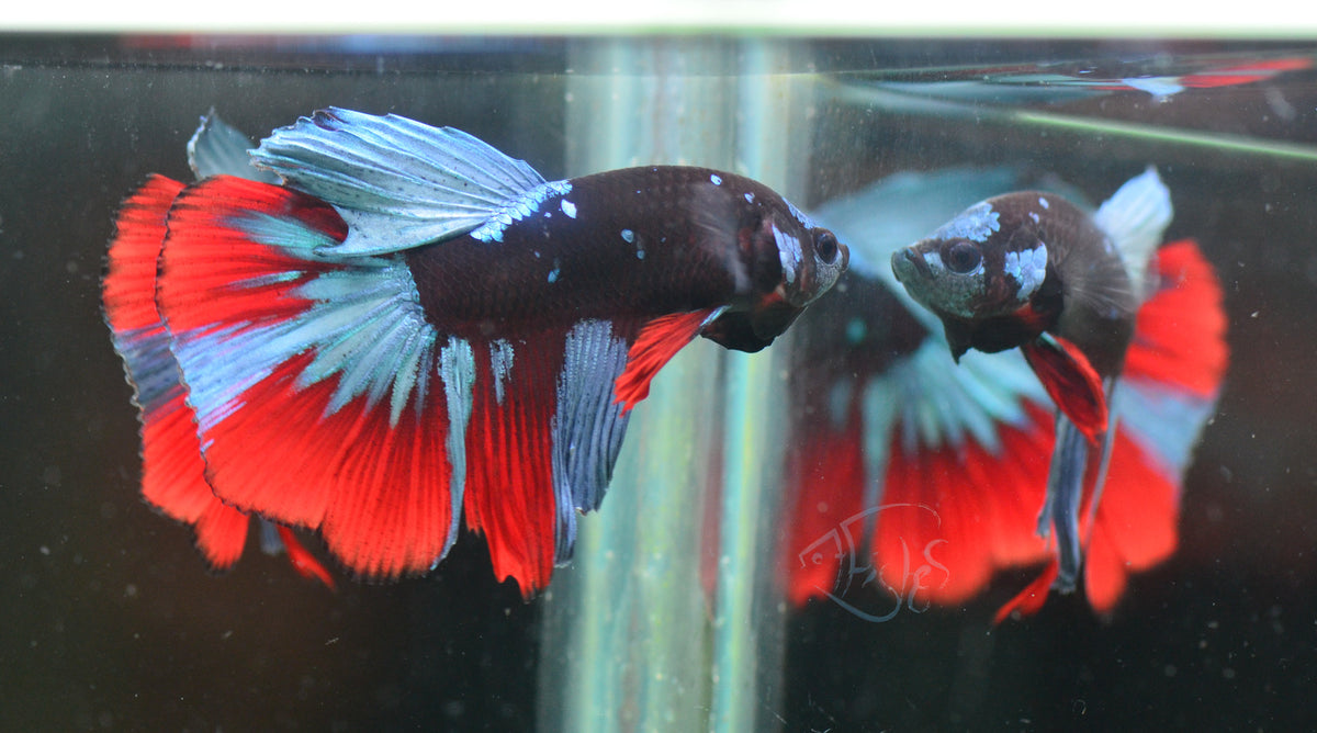 Avatar Delta-tail Male
