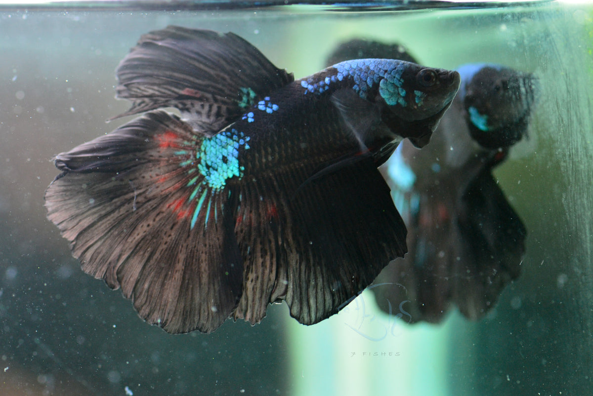 Black Light Delta-tail Male