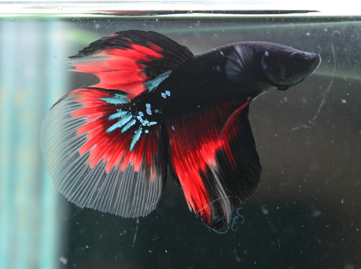 Vampire Delta-tail Male