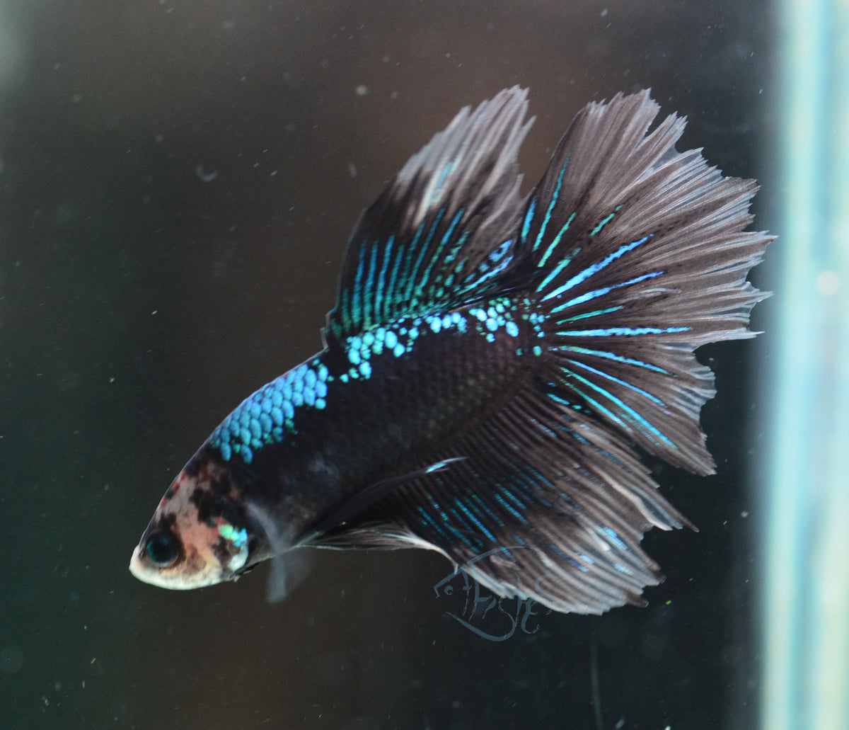 Black Fancy Delta-tail Male
