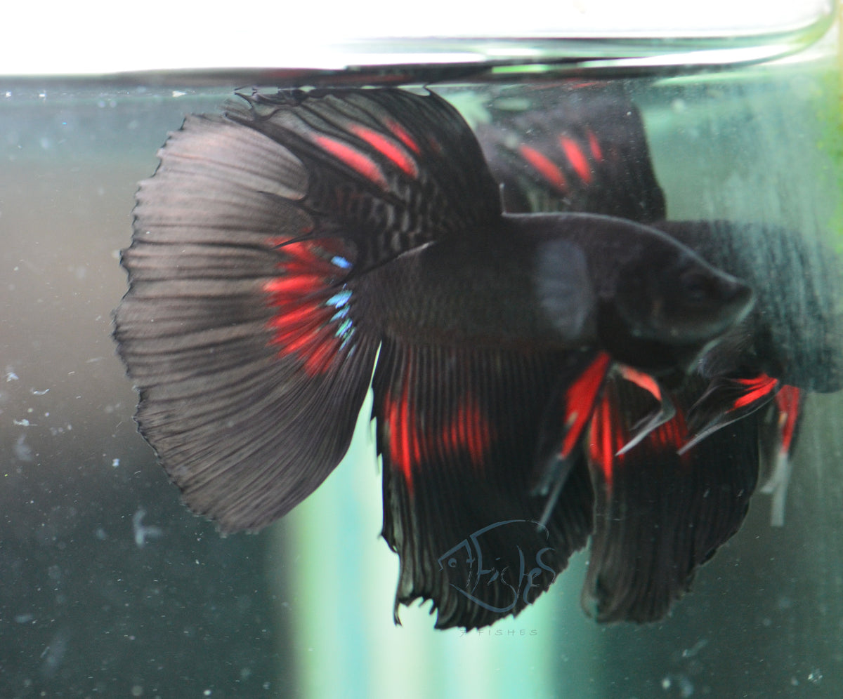 Vampire Delta-tail Male