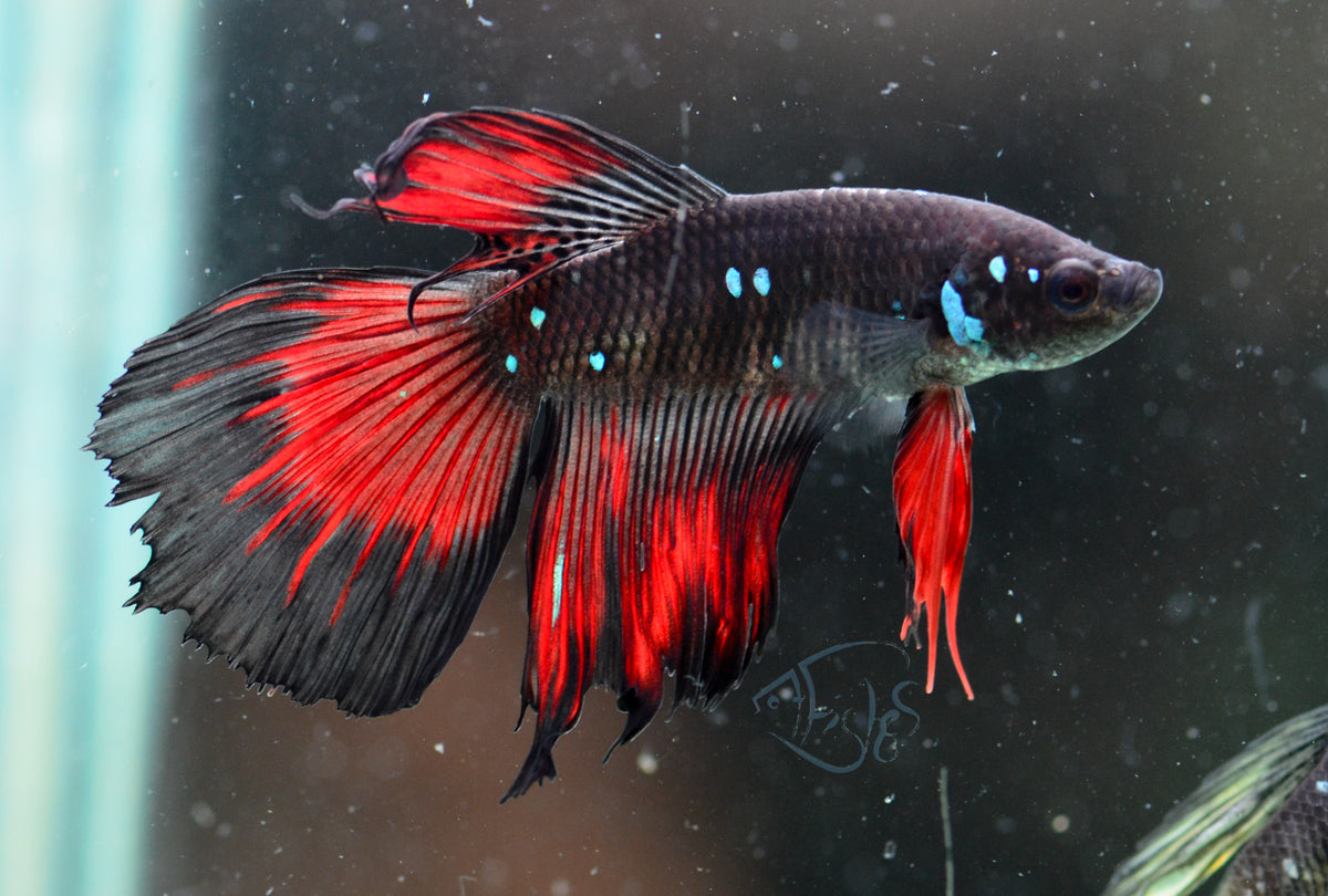 Vampire Delta-tail Male