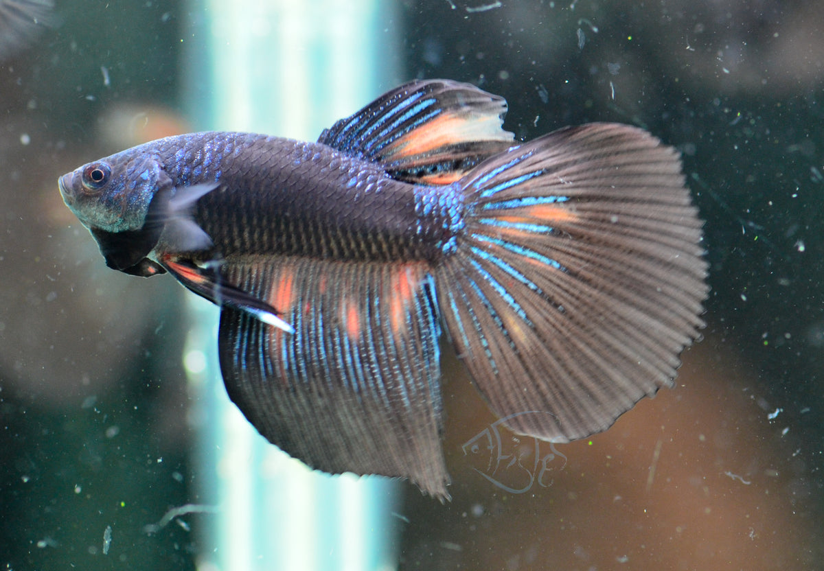 Black Fancy Delta-tail Male