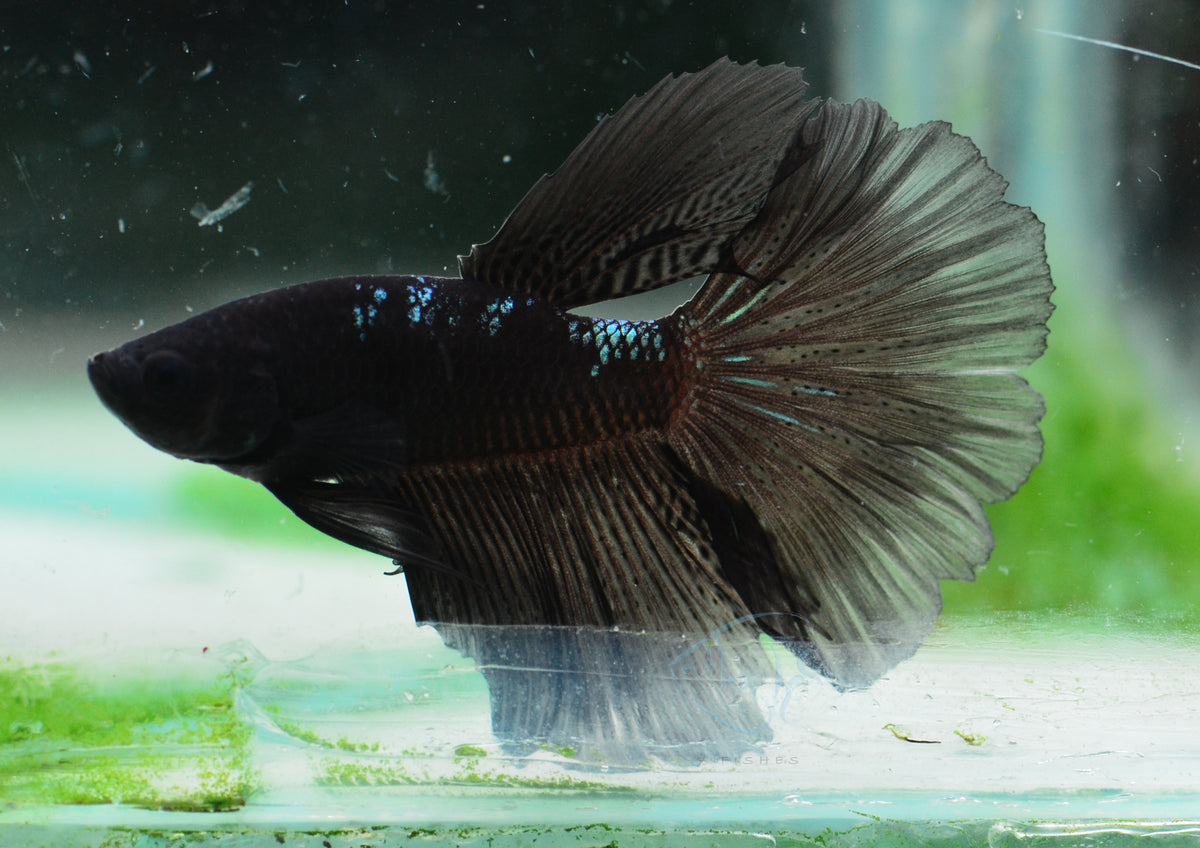 Black Fancy Delta-tail Male