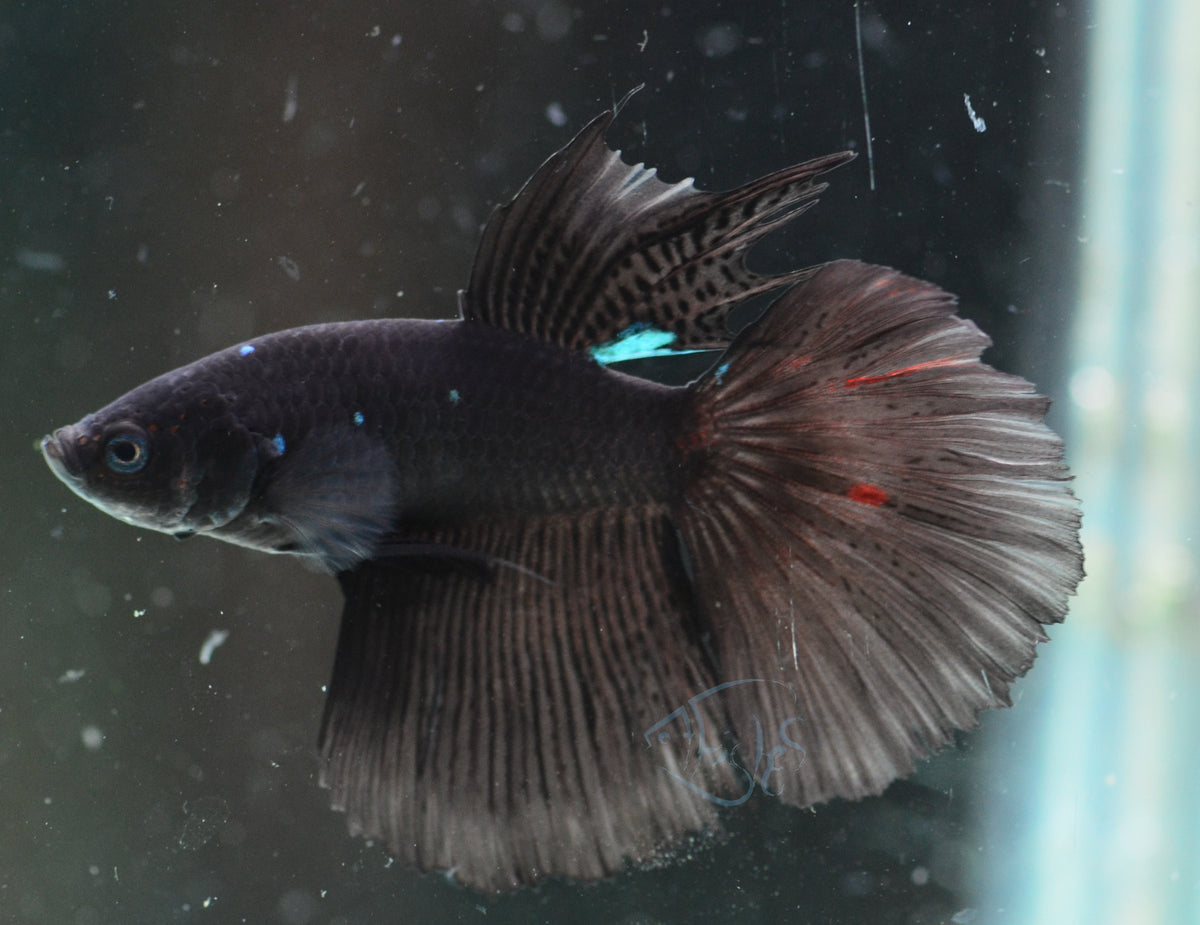 Black Fancy Delta-tail Male