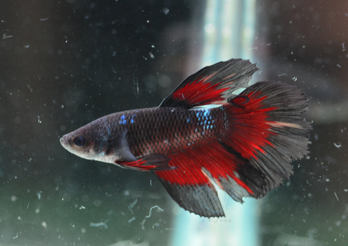 Black Fancy Delta-tail Male