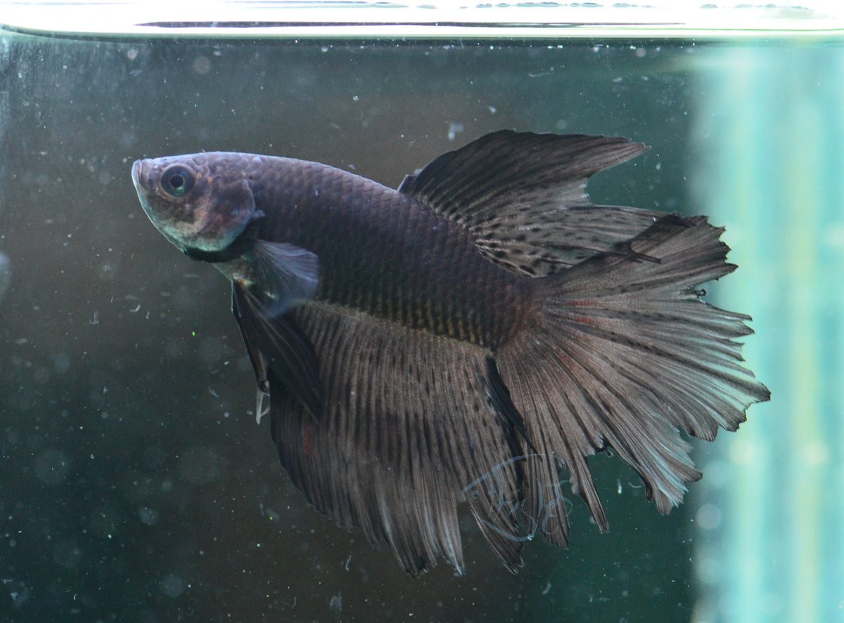 Black Delta-tail Male