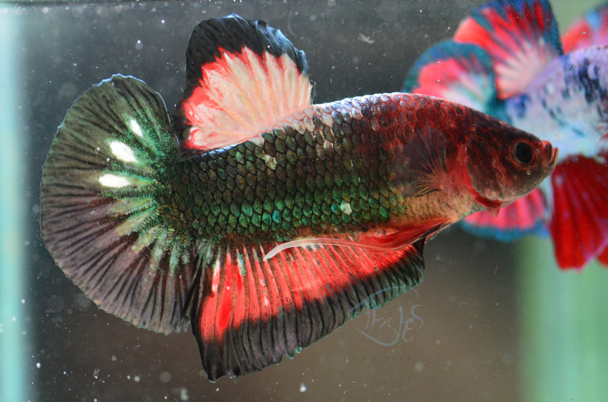 Copper Bicolour HMPK Male