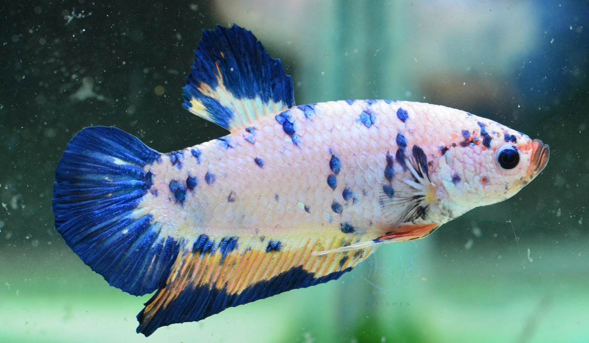 Blue Marble HMPK Male