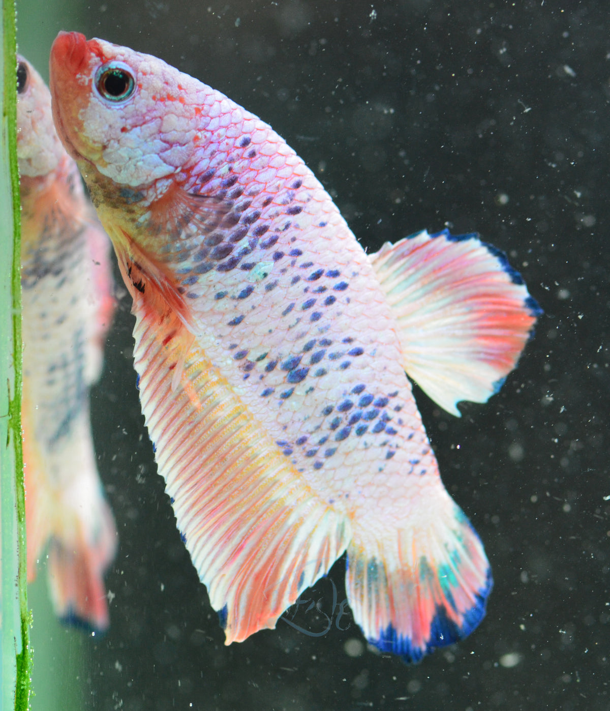 Orange Marble HMPK Male