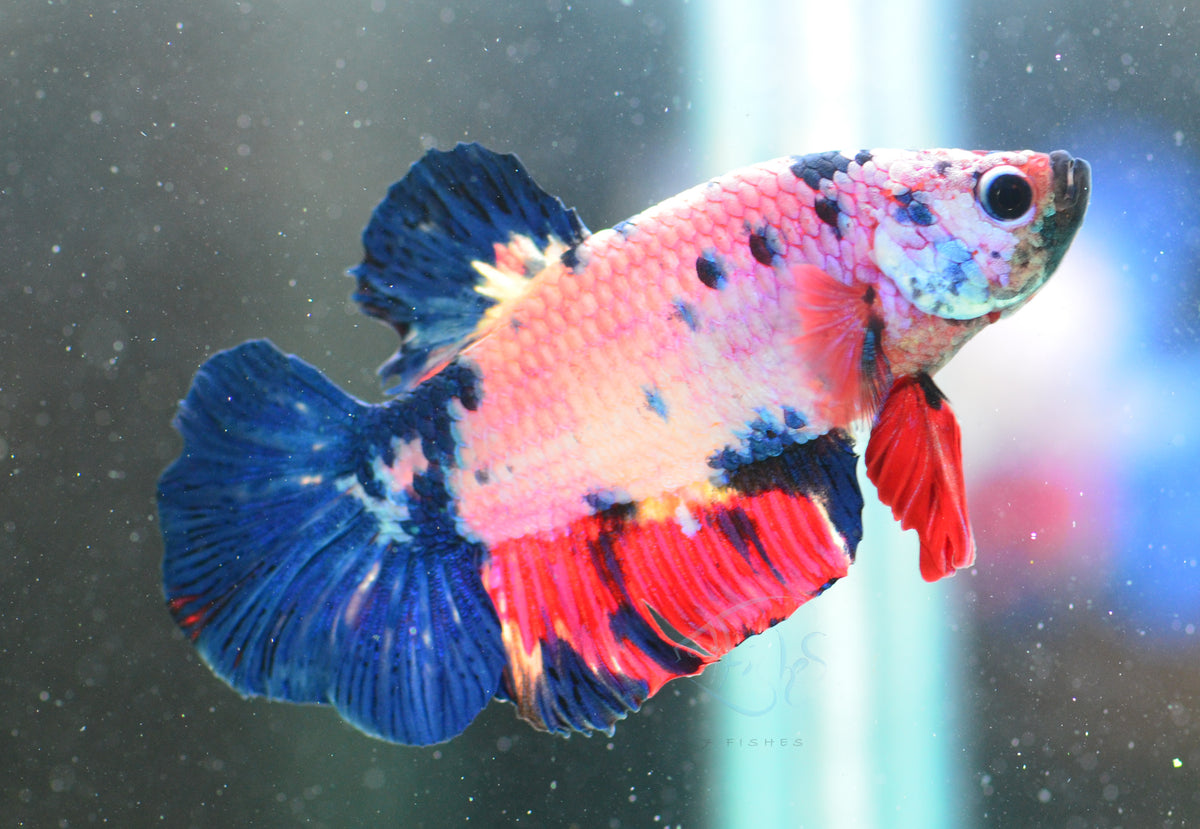 Fancy HMPK Male