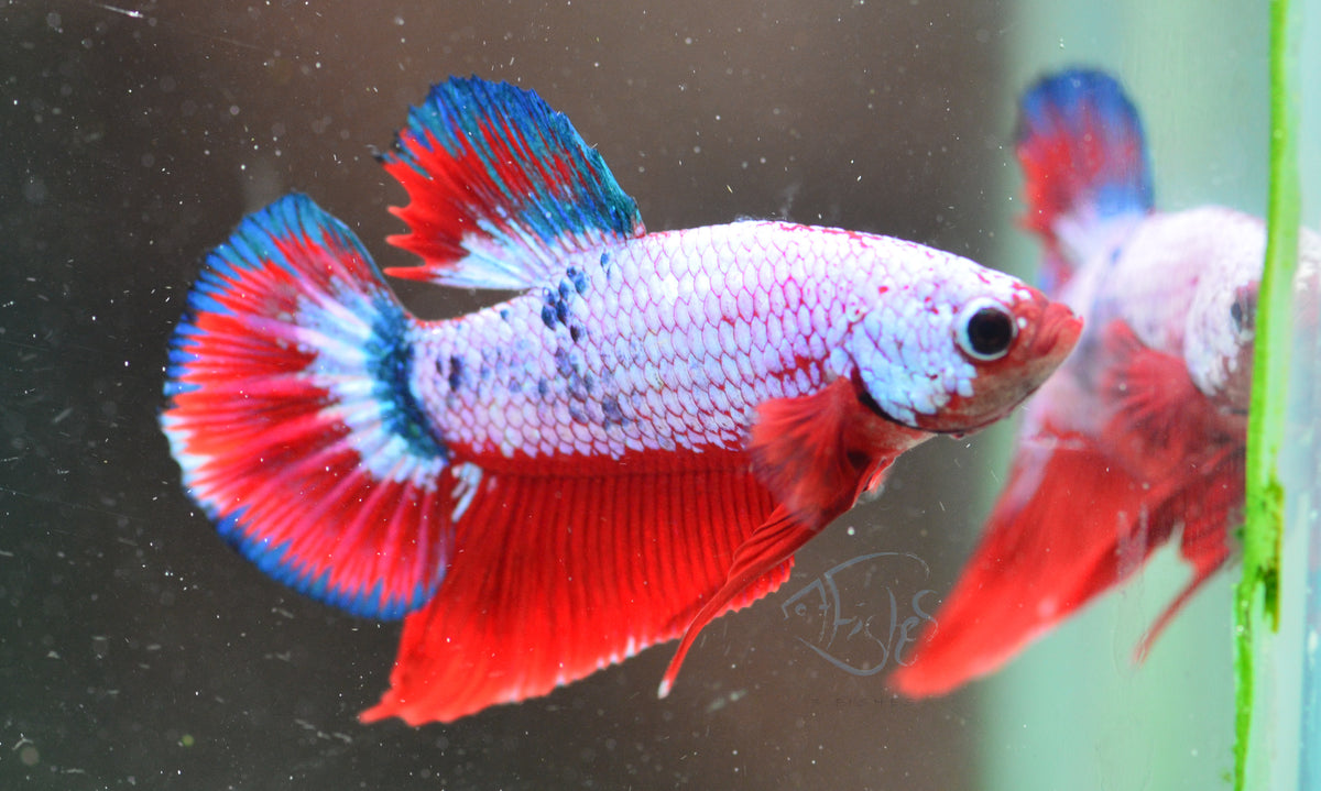 Red Fancy HMPK Male