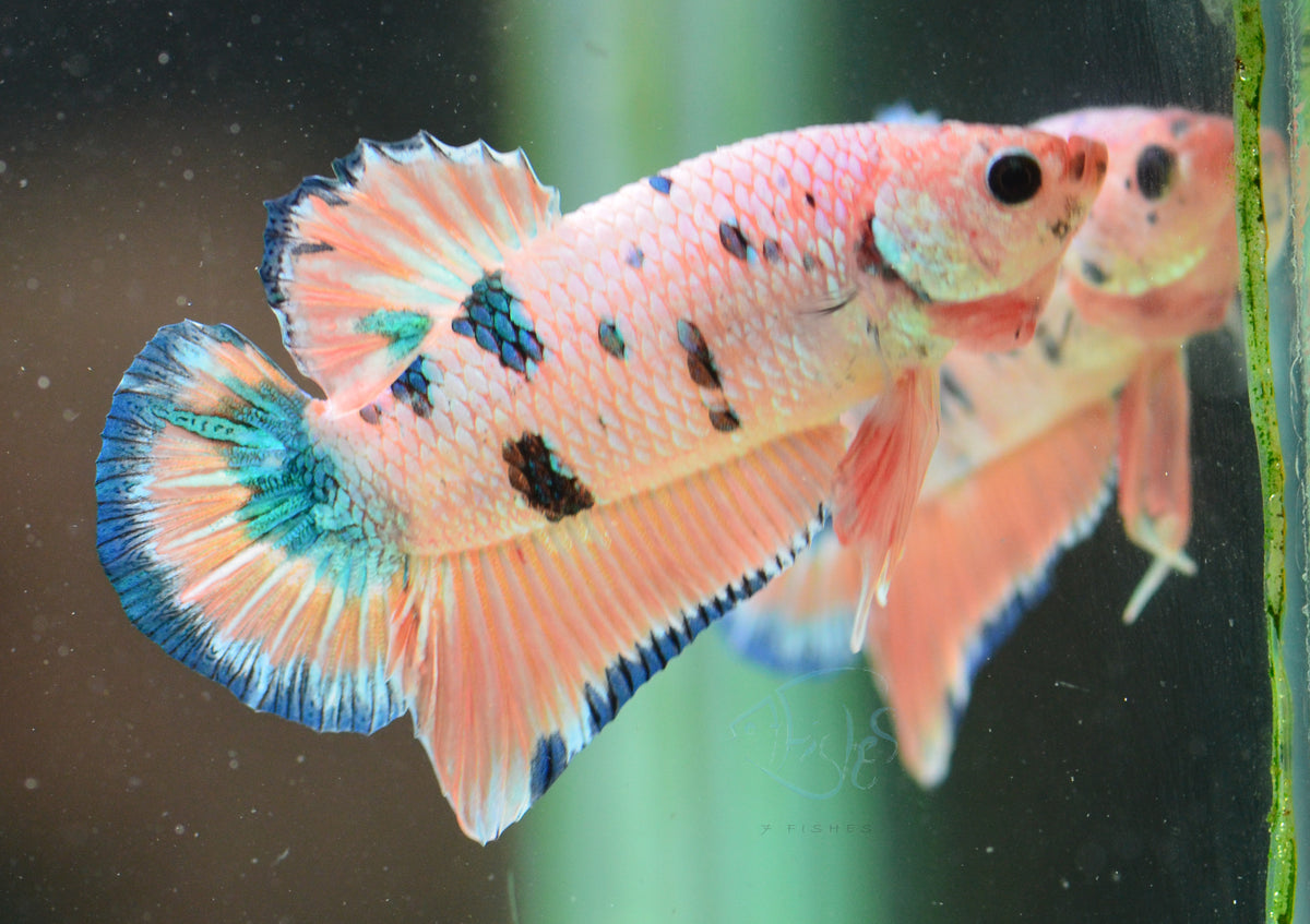 Orange Koi HMPK Male