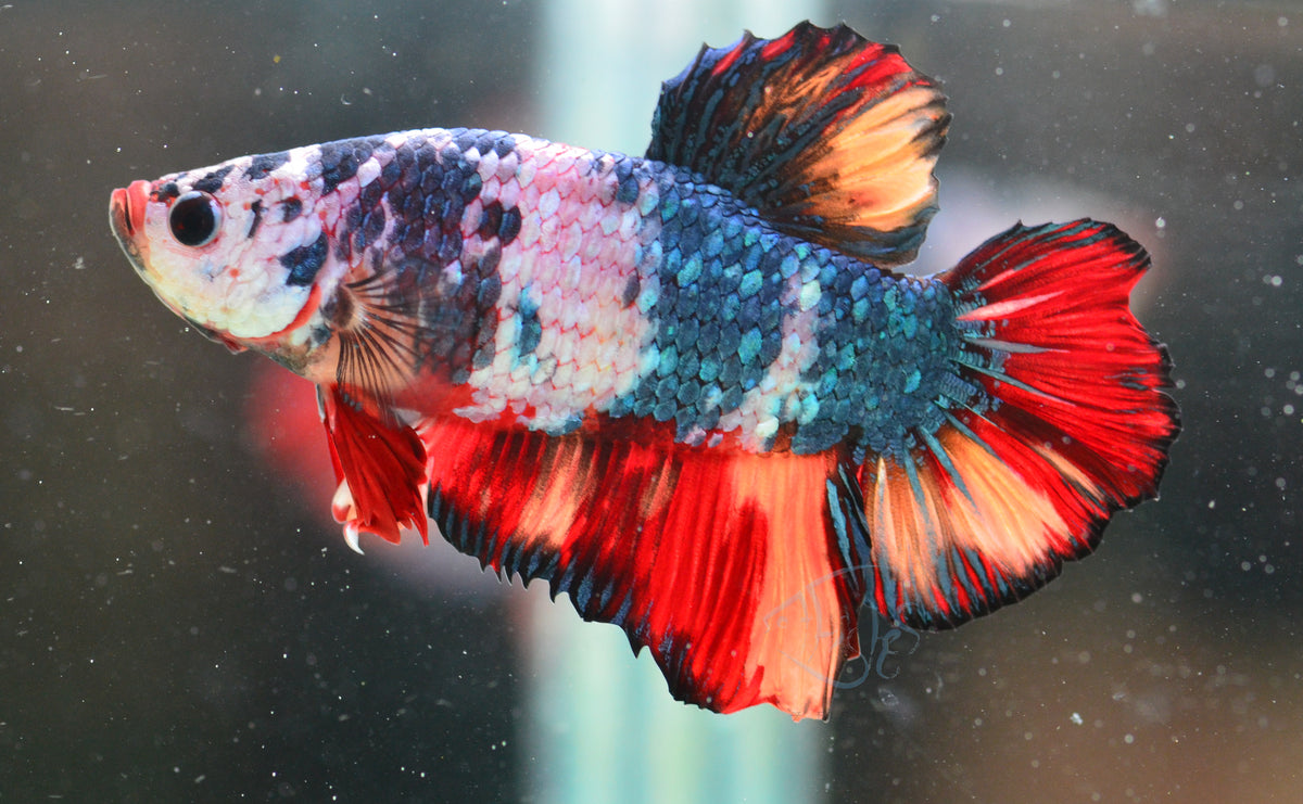 Candy HMPK Male