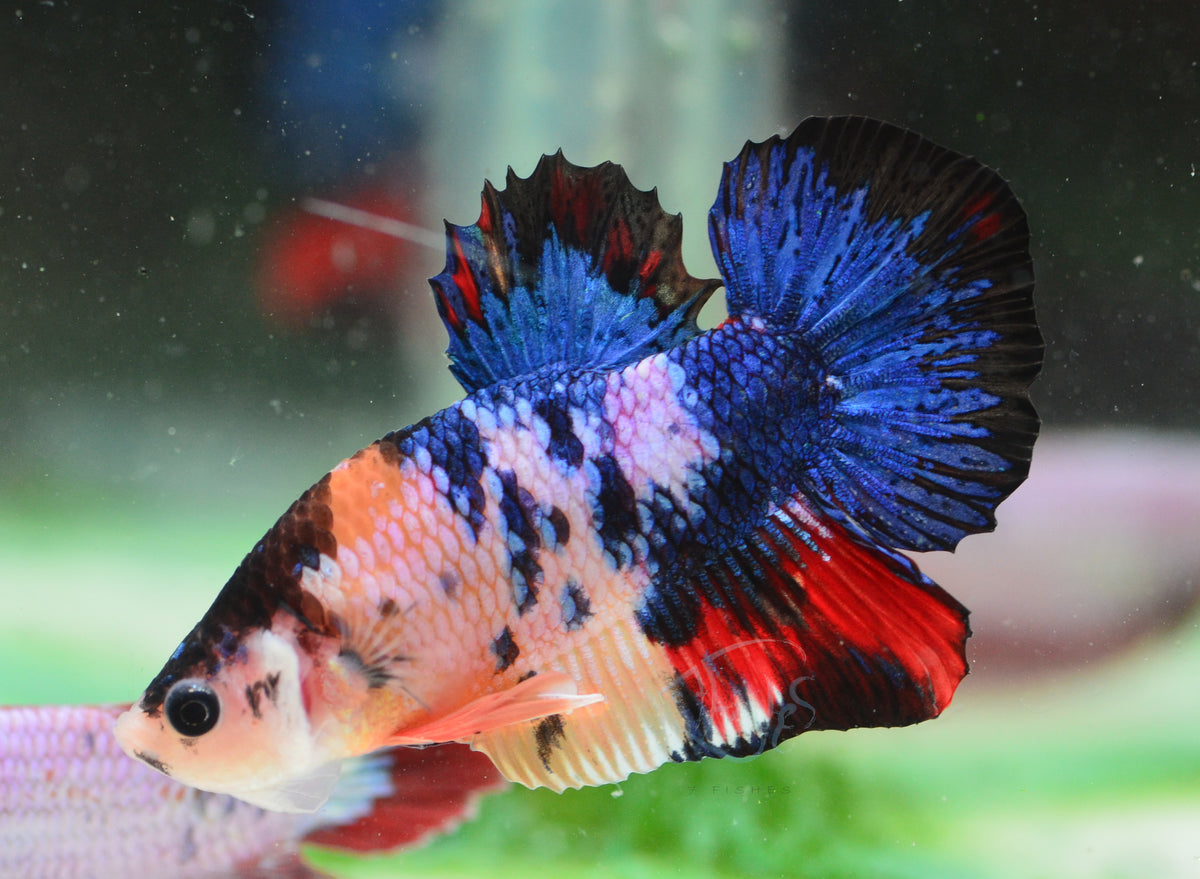 Multicolour HMPK Male