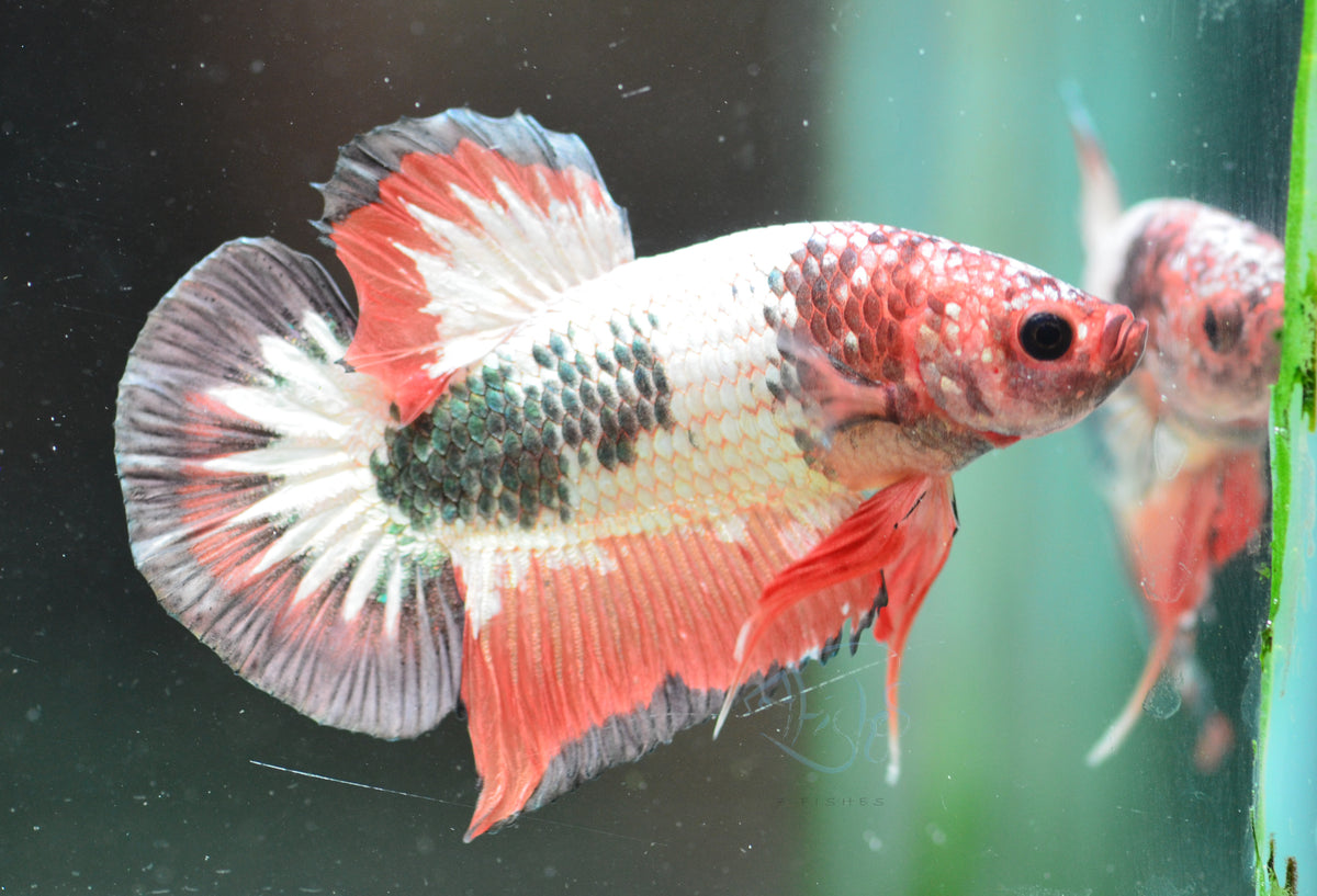 Copper Orange Marble HMPK Male