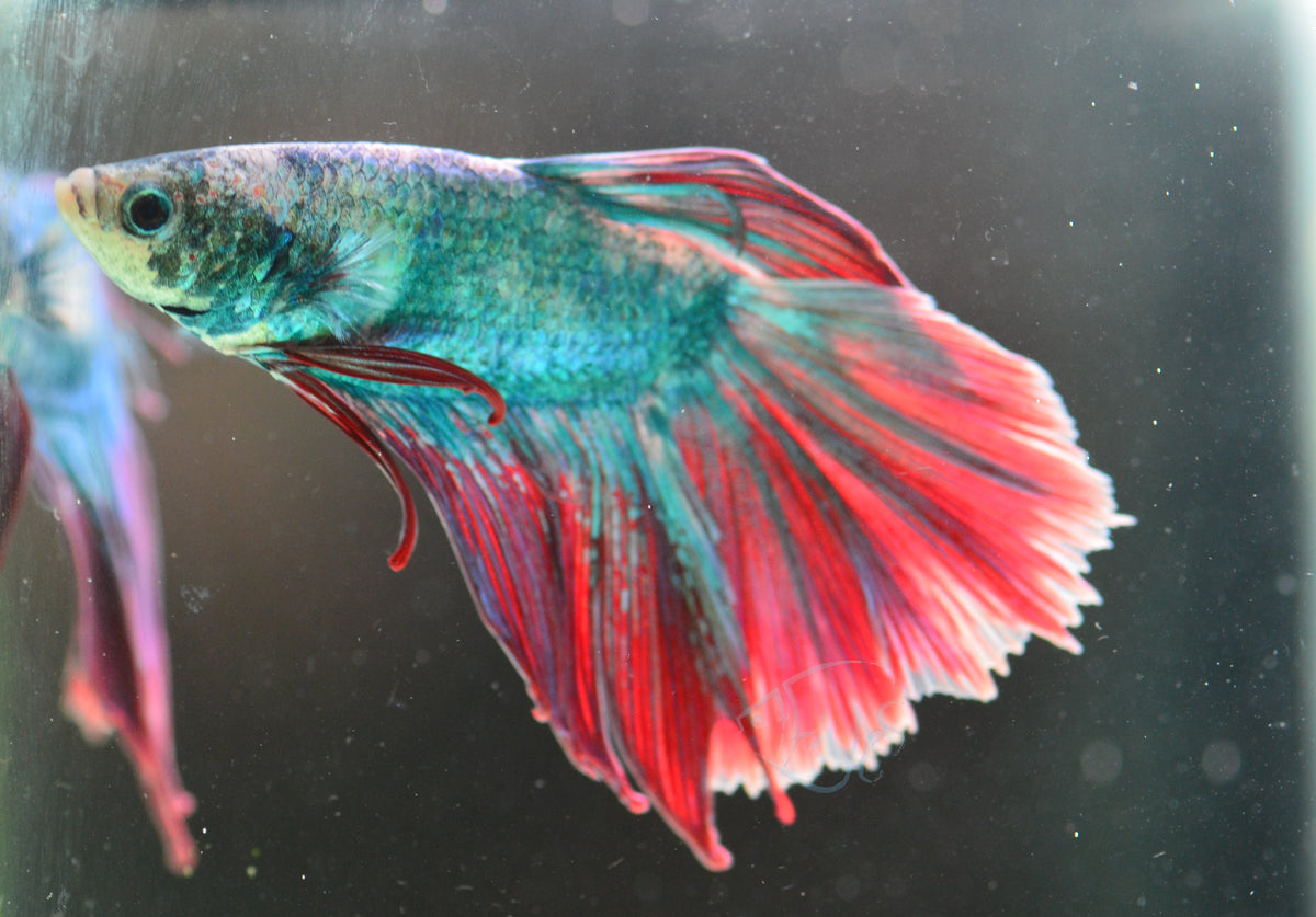 Turquoise Bicolour Delta-tail Male