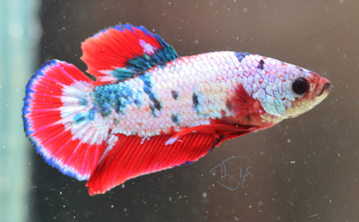 Red Marble Dragonscale HMPK Male