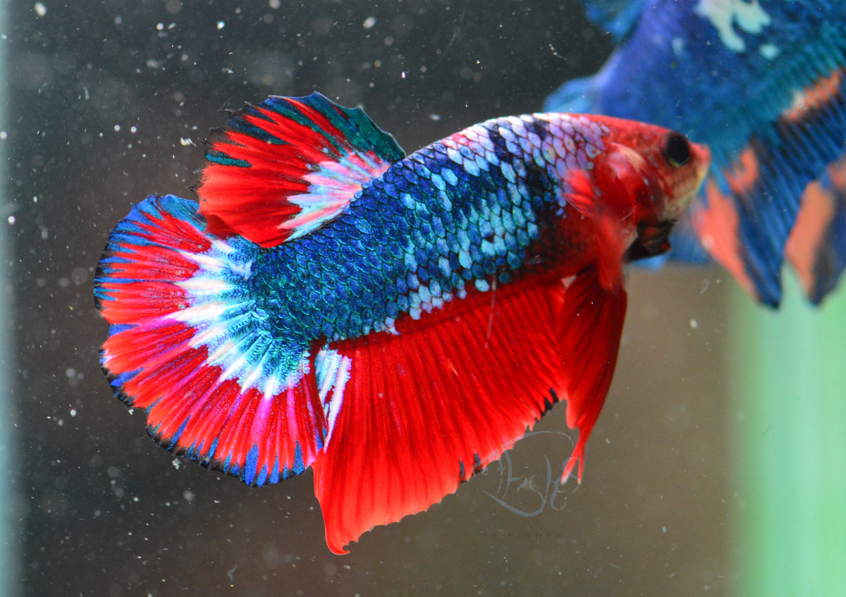 Bicolour HMPK Male