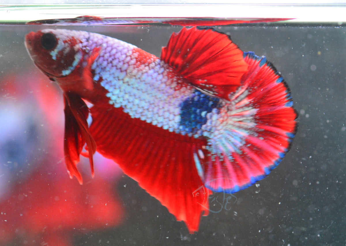 Red Fancy HMPK Male
