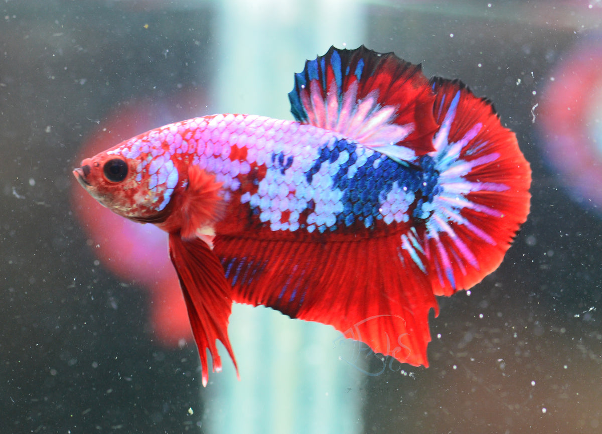 Red Fancy HMPK Male