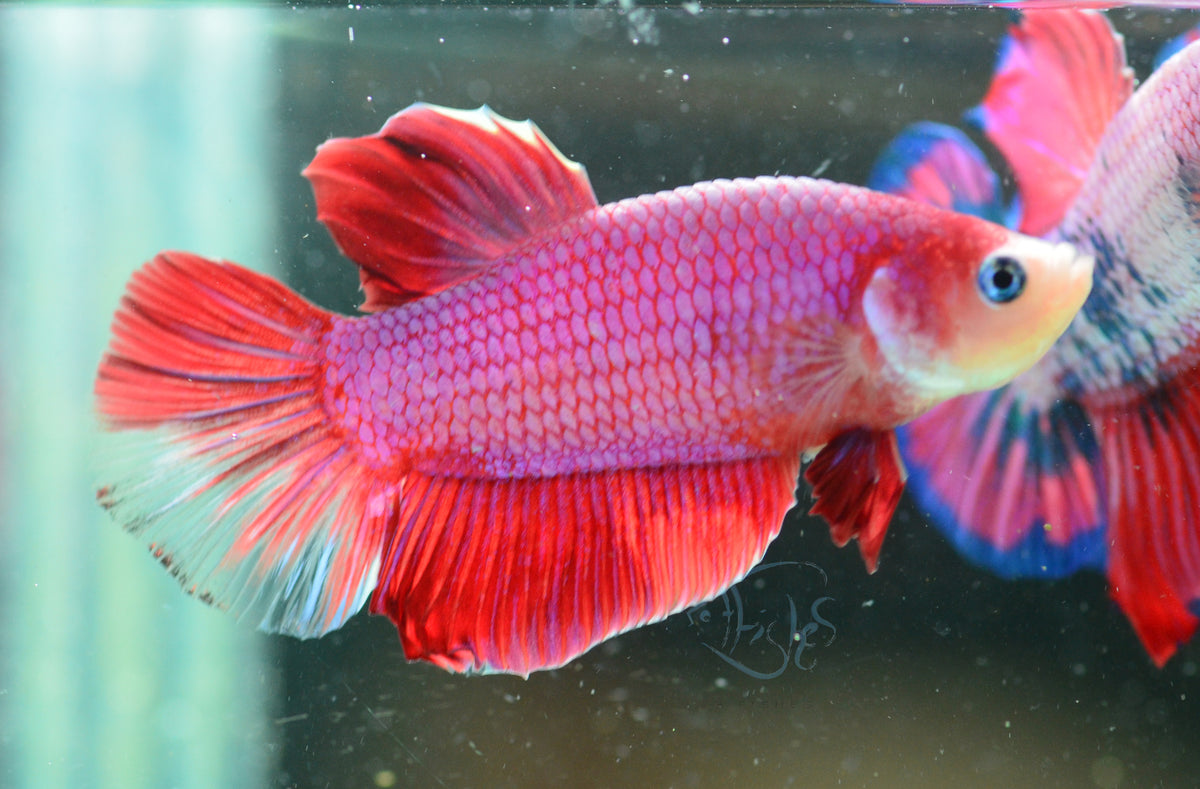 Red Purple HMPK Male